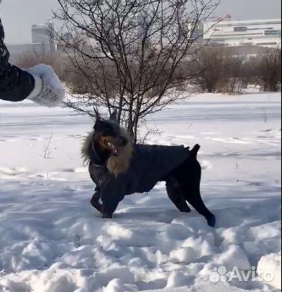 Одежда для собак