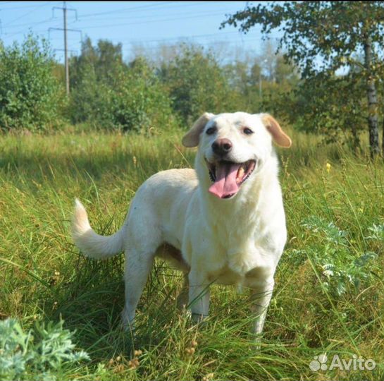 Собака в добрые руки. Снежок