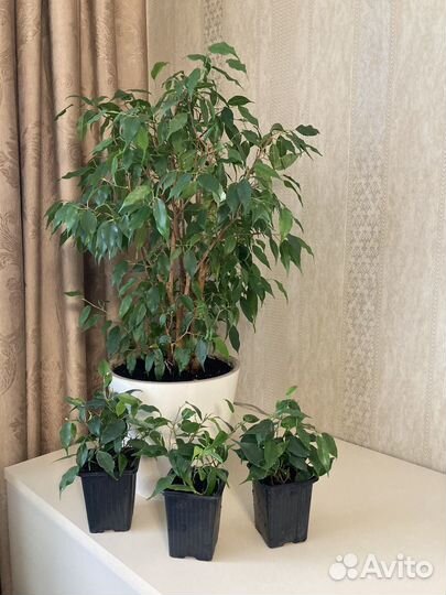Фикус бенджамина