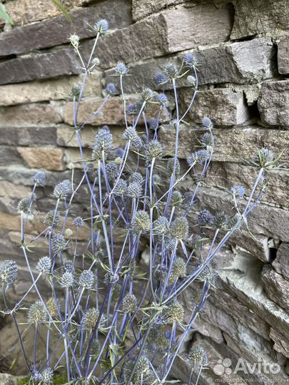 Синеголовник букет большой