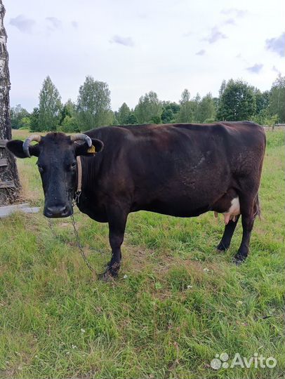 Корова стельная дойная