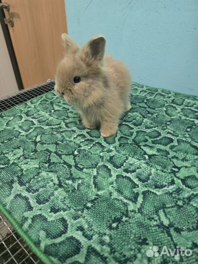 Мини кролики