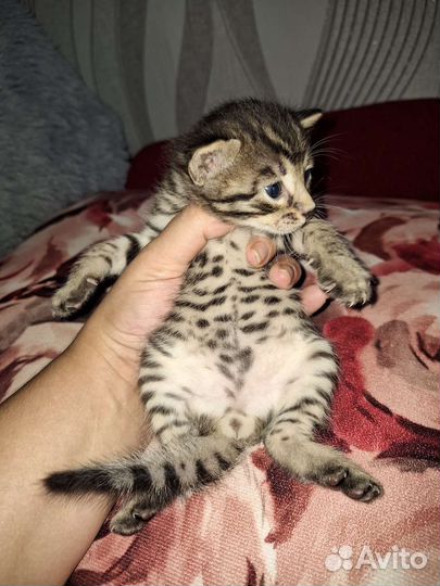 Бенгальские котята