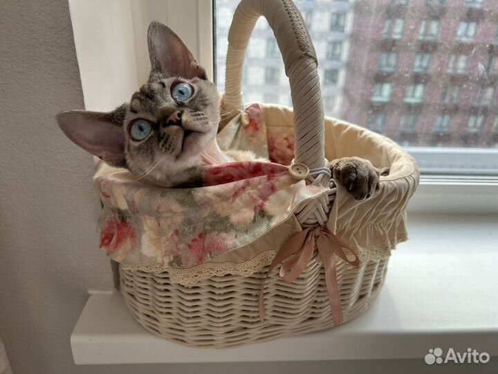 Котята девон-рекс