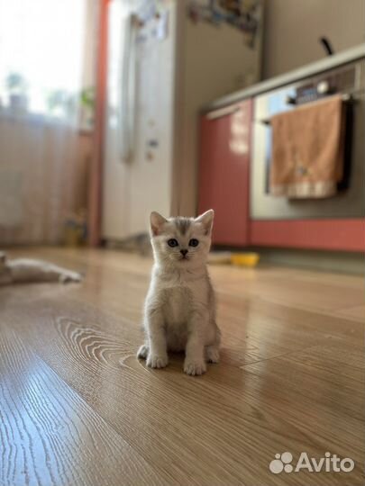 Британские котята