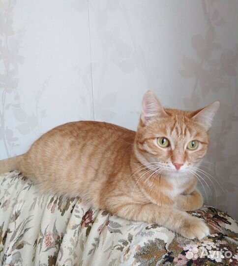 Кошечка Мурка