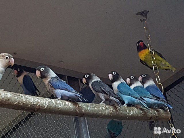 Попугай неразлучники