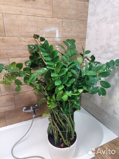 Зимиокулькас 160см