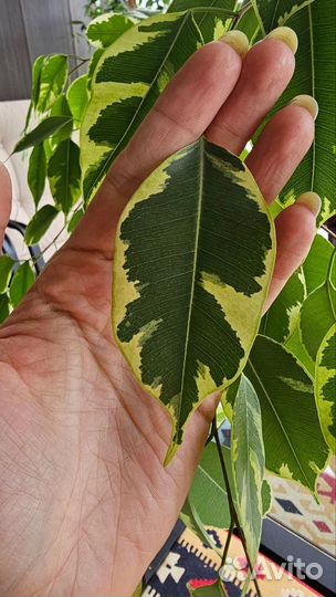 Фикус бенджамина, gold king