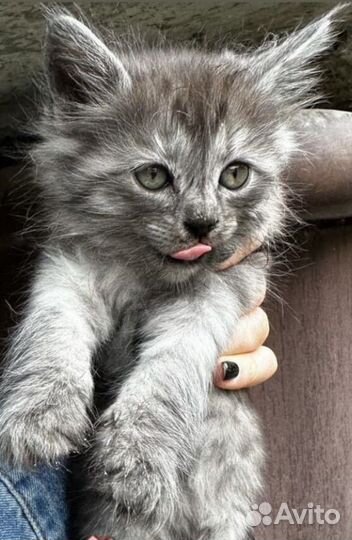 Котенок мальчик серый