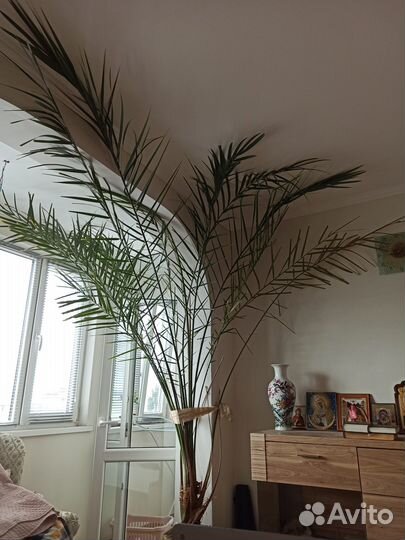 Продаётся пальма
