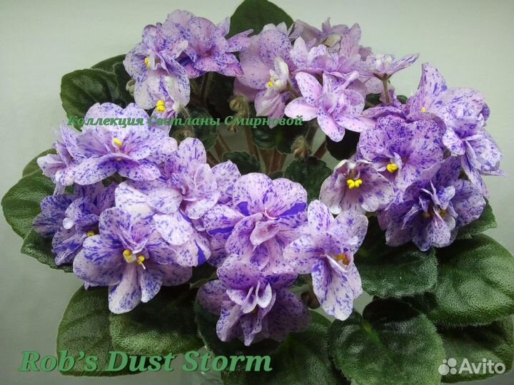 Фиалки фэнтезийные