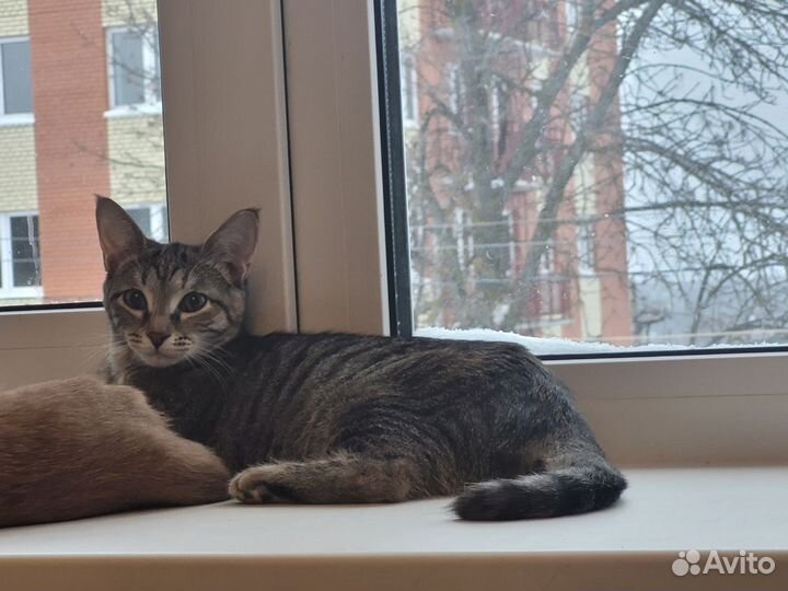 Кошечка (девочка) тигрового окраса