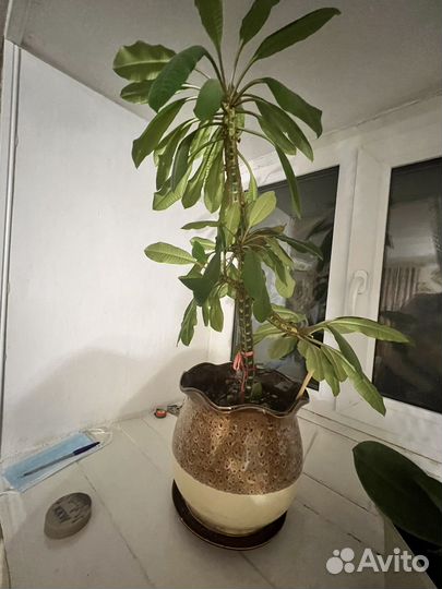 Спатифиллум