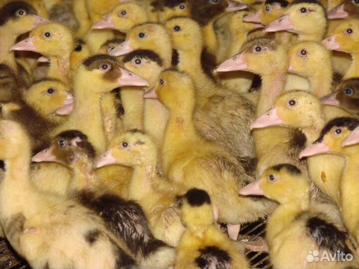 Цыплята и Утята