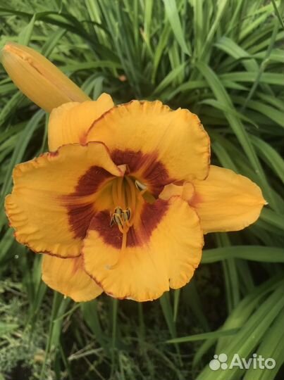 Садовые многолетники