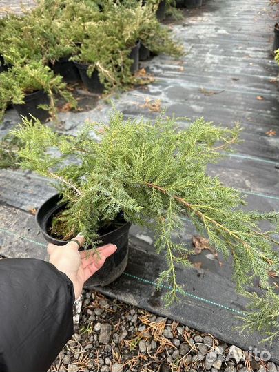 Можжевельник Голд Стар саженцы из питомника