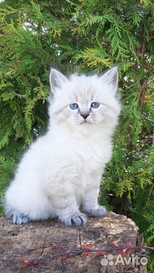 Котята невские маскарадные