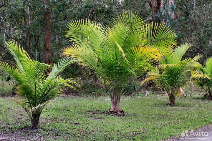 Пальма Равенея ручейная, семена