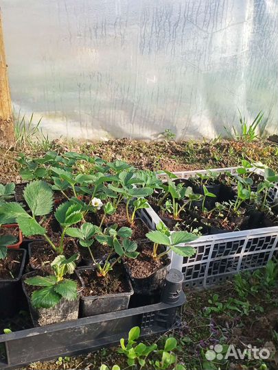 Рассада клубники гигантелла и другие сорта