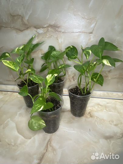 Сингониум, фикус, эпипремнум