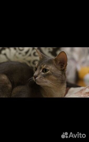 Продаются котята