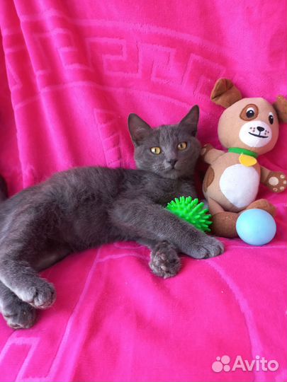 Котенок мальчик