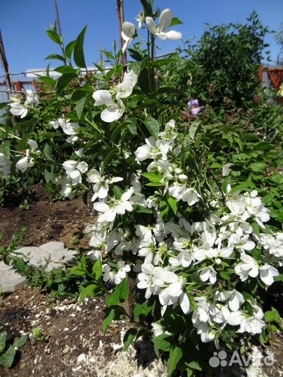 Саженцы для озеления