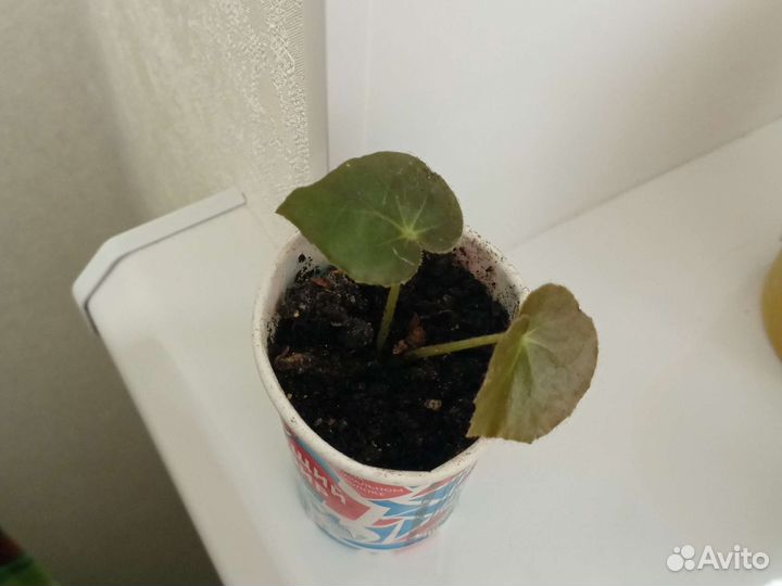 Сансевиера,Бегония Фиста,алоэ,сингониум