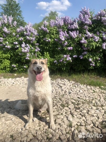 Отдам собаку супер компаньон