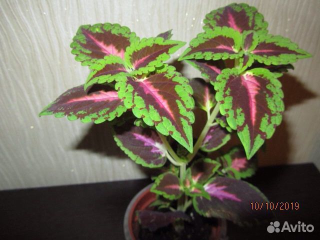 Колеус-убивает микроорганизмы