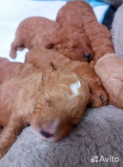 Пудели эксклюзив