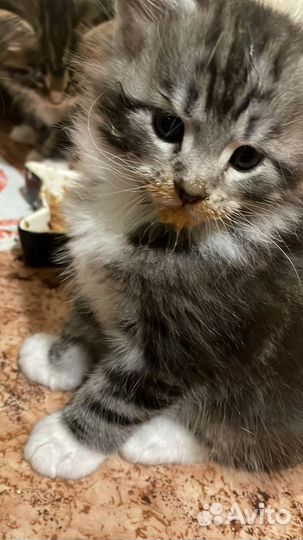 Котята мейн-кун