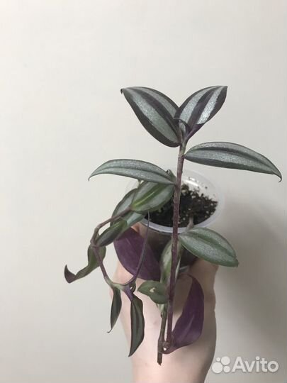 Фикус, колеус, фуксия, традесканция, фиалка