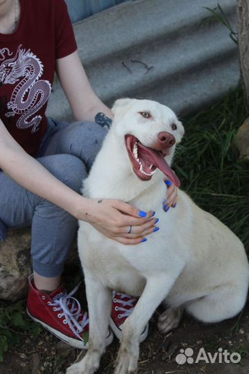 Швейцарская овчарка