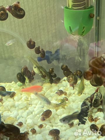 Улитки катушки