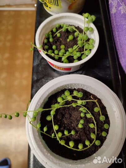 Кактусы и суккуленты