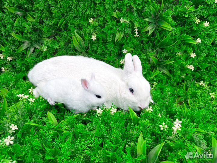 Мини карликовый кролик - нежное и доброе чудо