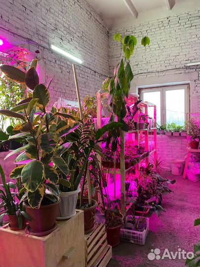 Комнатные растения цветы, собственная оранжерея