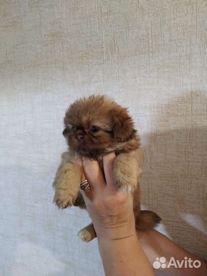 Щенки пекинеса