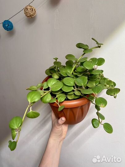 Пеперомия тетрафилла хоуп