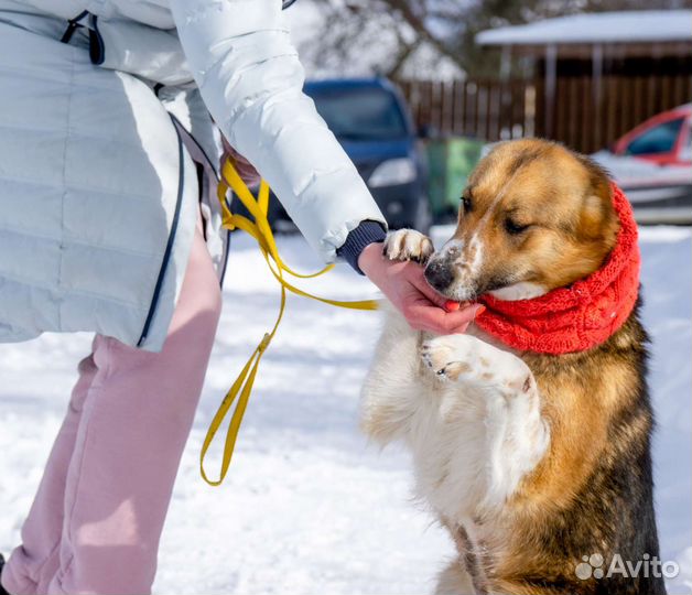 Небольшие собачки
