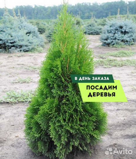 Смарагд,Колумна,Брабан в ассортименте