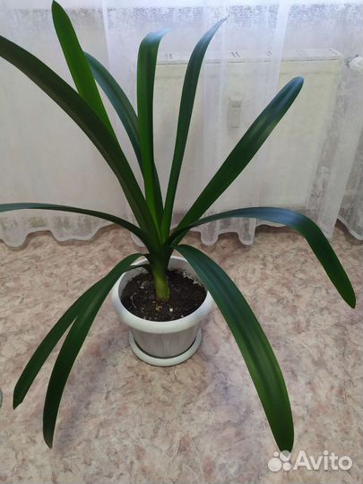 Комнатные растения