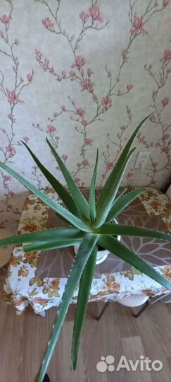 Алоэ вера и простой Алоэ -растения