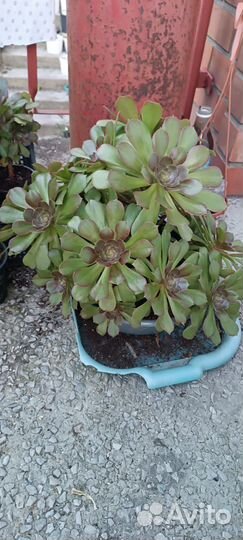 Эониумы в ассортименте