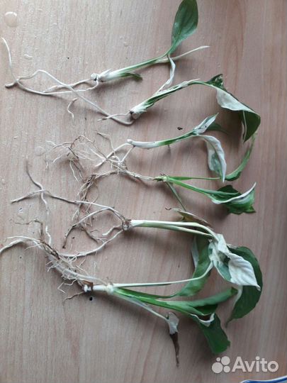 Спатифиллум Пикассо