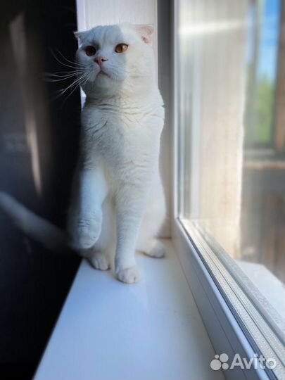 Вязка с британцем