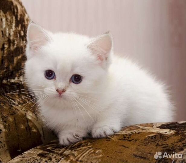 Передержка кошек