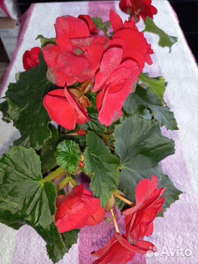 Бегония элатиор